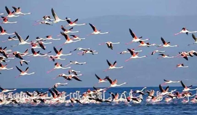 Van Gölü'nde geri çekilme ile birlikte adacıklar oluştu