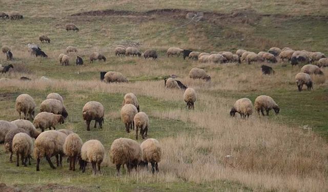 Küçükbaş hayvancılığa destek projesi yetiştiricilere "can suyu" olacak