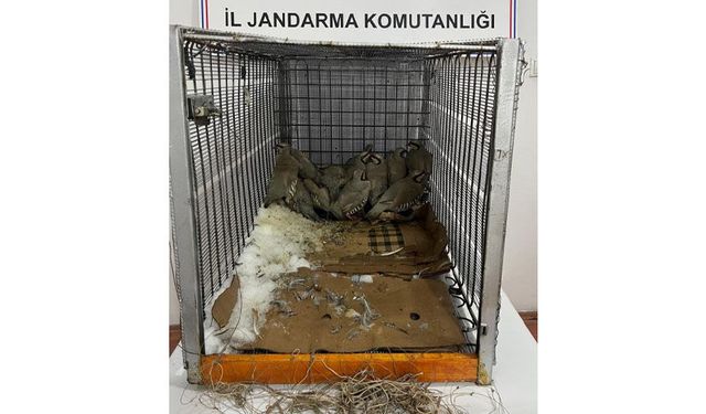 Van'da kaçak avcılığa 75 bin 303 TL idari para cezası