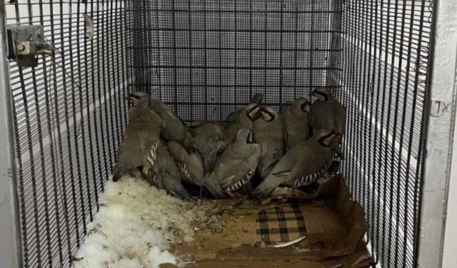 Van'da keklik avına 87 bin TL idari para cezası