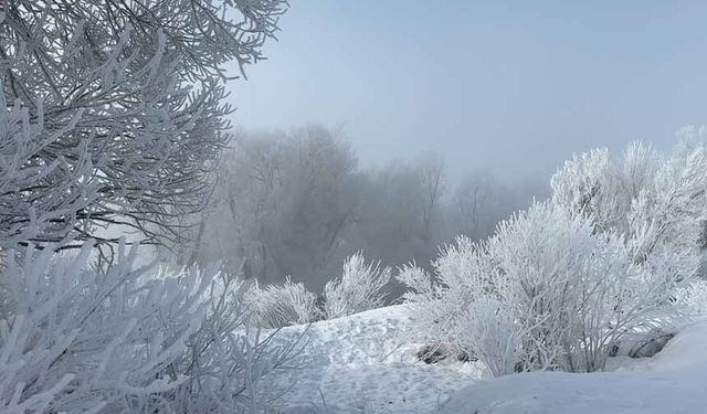 Kırağı ağaçları sanat eserine dönüştürdü