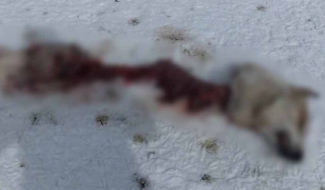 Van'da kurtlar köpeği parçaladı