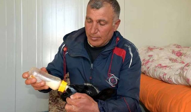 Annesi ölen 20 günlük kuzuyu evinde biberonla besliyor