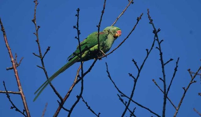 İstilacı tür İskender Papağanı Van Gölü sahilinde görüntülendi