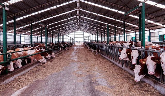 Van’da besicilikte entegre üretim modeli hayata geçiyor