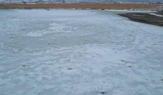 Sazlıklar dondu, kuşlar Van Gölü'nde toplandı