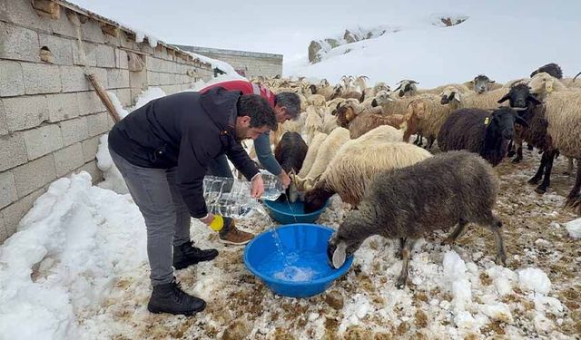 Van'da donan sular hayvanları susuz bıraktı