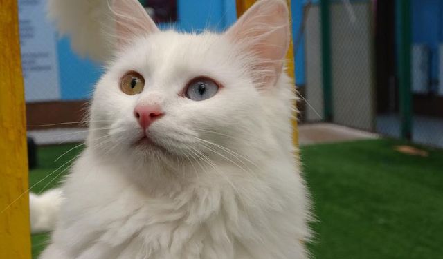 Van Kedileri için bilimsel üretim programı