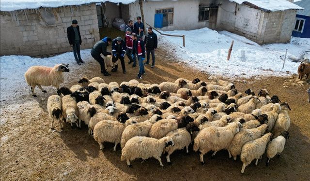 Van'da küçükbaş hayvancılık devlet desteğiyle artıyor
