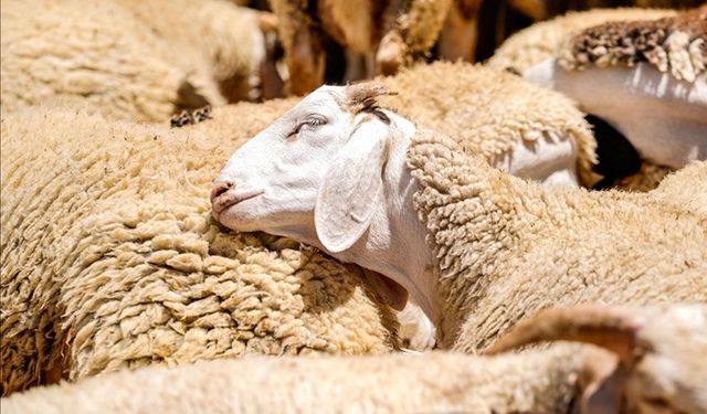 Küçükbaş Hayvancılığa Destek Projesi'ne başvurular başlıyor