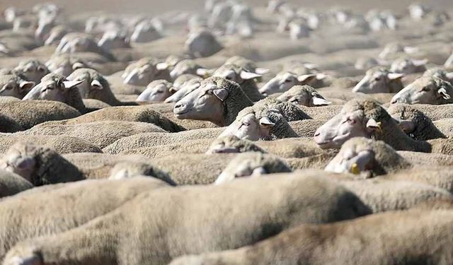 TİGEM, 120 reforme küçükbaş hayvan satacak