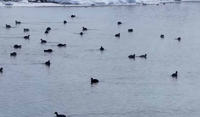 Van'da Kaz Gölü kuşların mekanı oldu