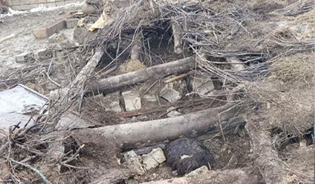 Van'da ahır çöktü: 20 küçükbaş hayvan göçük altında kaldı