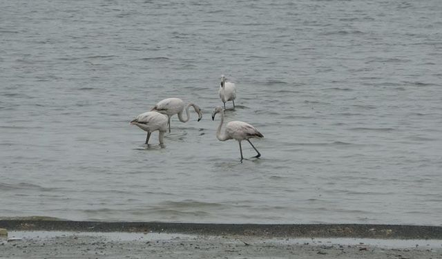 Allı turnalar bu yıl Van'a erken geldi