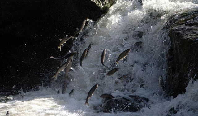 Van YYÜ'lü uzmandan kritik uyarı: İnci Kefalinin nesli su akışına bağlı!