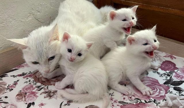 Yılın ilk Van kedisi yavruları doğdu