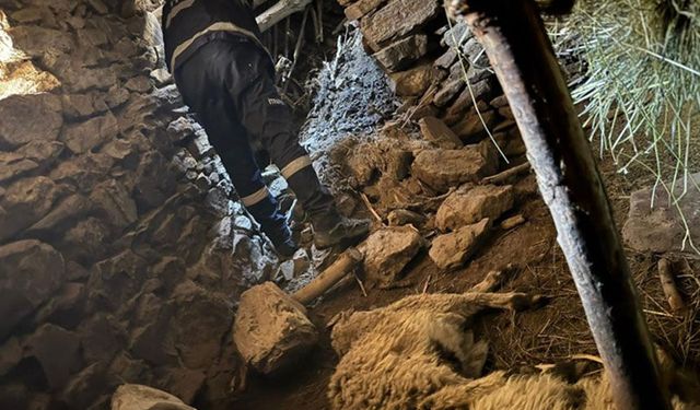 Van'da ahır çöktü: 50 kuzu göçük altında kaldı