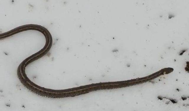 Su arızası giderilirken 1 metrelik yılan çıktı