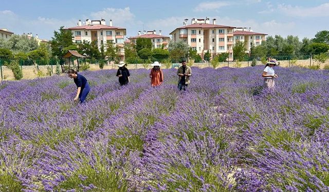 En büyük tıbbi ve aromatik bitki bahçelerinden biri Van’da