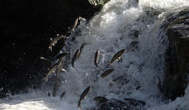 Van’da av yasağı başlıyor!