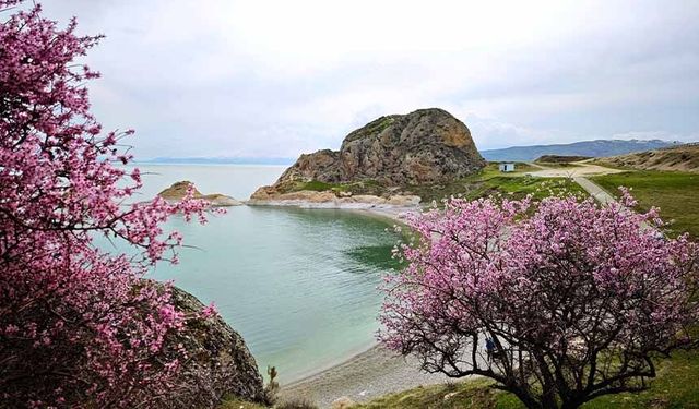 Badem çiçekleri Van Gölü kıyılarını renklendirdi