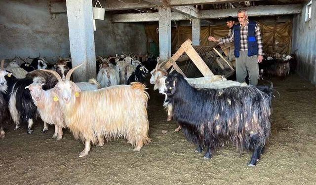 Yüksekova'da kar besicileri zorluyor