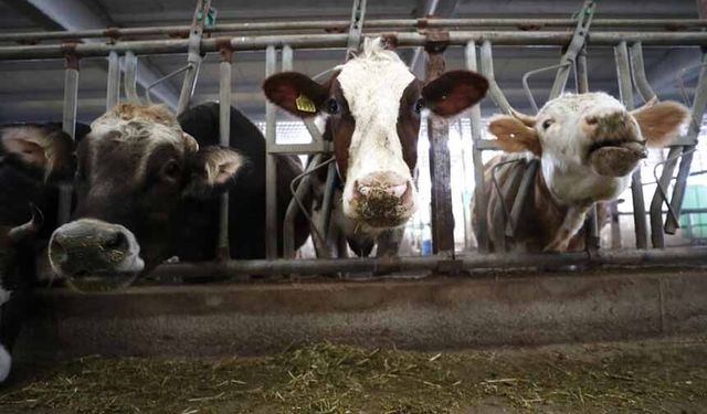 Çiftçilere 350 milyon 968 bin lira tarımsal destekleme ödemesi yapılacak