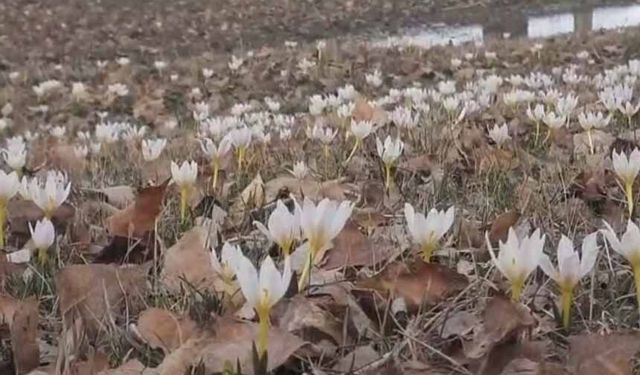 Özalp’te baharın müjdecisi çiğdemler açtı
