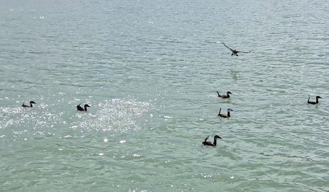 Nesli tehlike altında! Van Gölü'nde görüntülendi