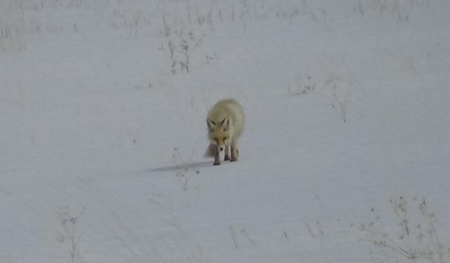 Van’da doğanın zorlu yüzü