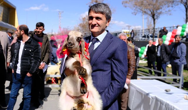 Van’ın en güzel kuzusu ‘Süslü’ oldu