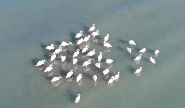 Van Gölü havzası göçmen kuşlarla renklendi