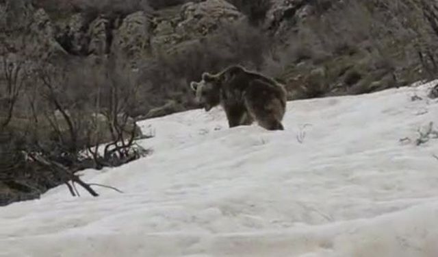 Kış uykusundan uyanan ayı yerleşim yerine indi