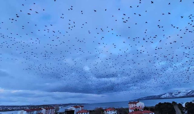 Gökyüzünü kaplayan binlerce kuş görsel şölen sundu