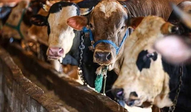 Diyanet, vekaletle kurban kesim bedelini açıkladı