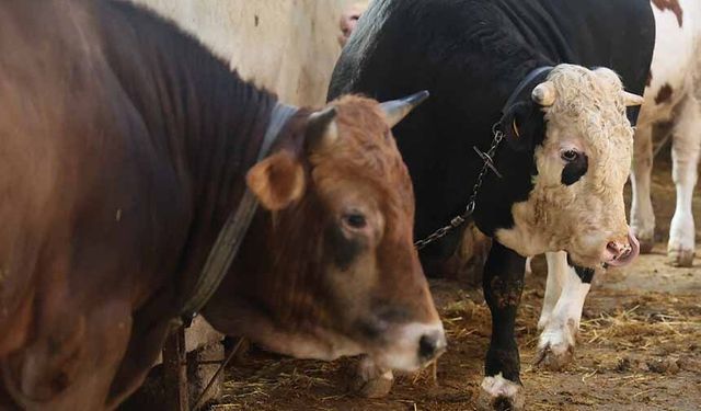 Kurbanlık alacaklara "yaş" uyarısı