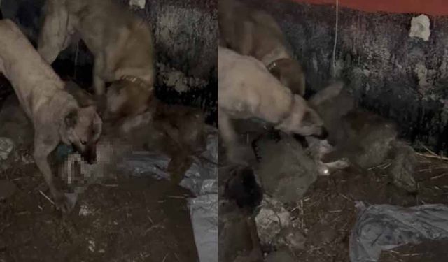 Van'da ahıra girmeye çalışan kurdu kangallar telef etti