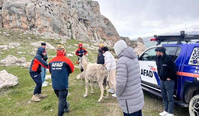 Van'da eşek kurtarma operasyonu