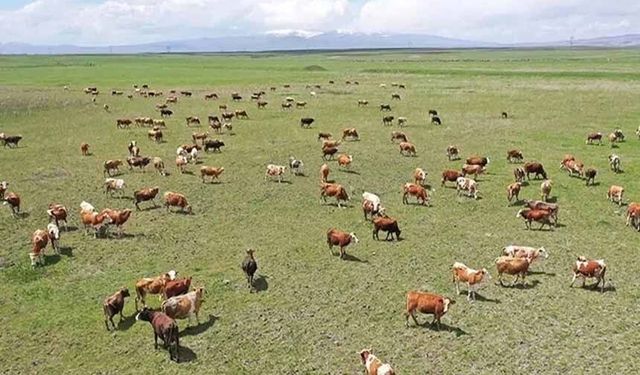 Tarım ve Orman Bakanlığı'ndan 'mera' açıklaması