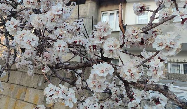 Van’da meyve ağaçları görsel şölen oluşturuyor