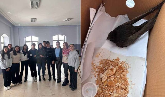 Van'da öğrencilerin bulduğu ebabil kuşu, koruma altına alındı