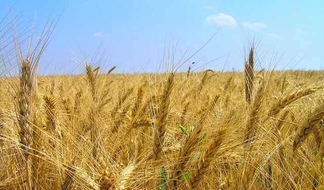 Van’da tarım verimliliği çok düşük: Güneydoğu ile Van arasında fark çarpıcı boyutta!