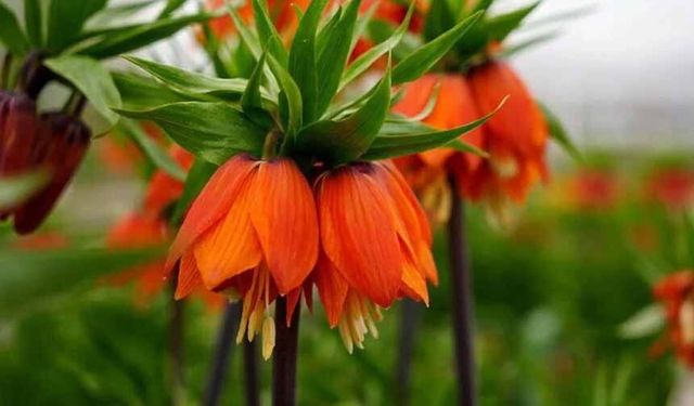 Bu çiçeği koparmanın cezası 700 bin lira!