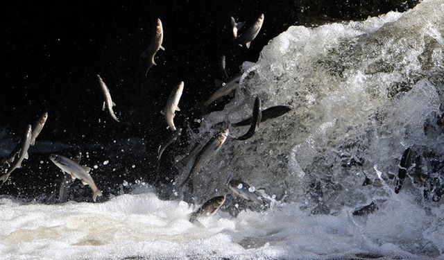 Van Balığı av yasağı yarın başlıyor