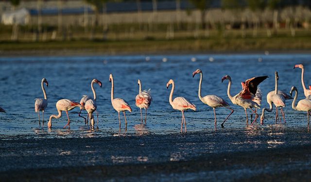 Van'da flamingolar için 7/24 denetim