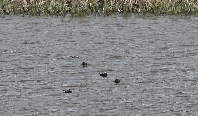 Van Gölü havzasında 'Mavi Gaga' heyecanı