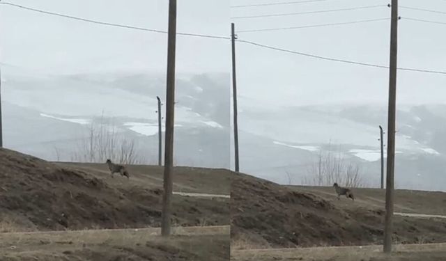 Van'da kent merkezine inen kurt, cep telefonuyla görüntülendi