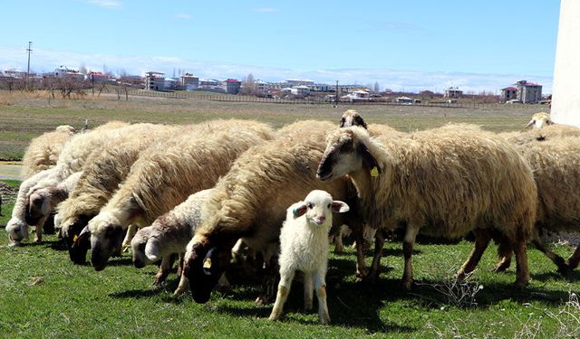 Dünyada sadece Van'da bulunuyor! Sevindiren gelişme...