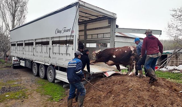 Van’dan batıya kurbanlık sevkiyatı başladı