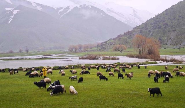Meralar yeşerdi, hayvanlar otlaklara çıktı